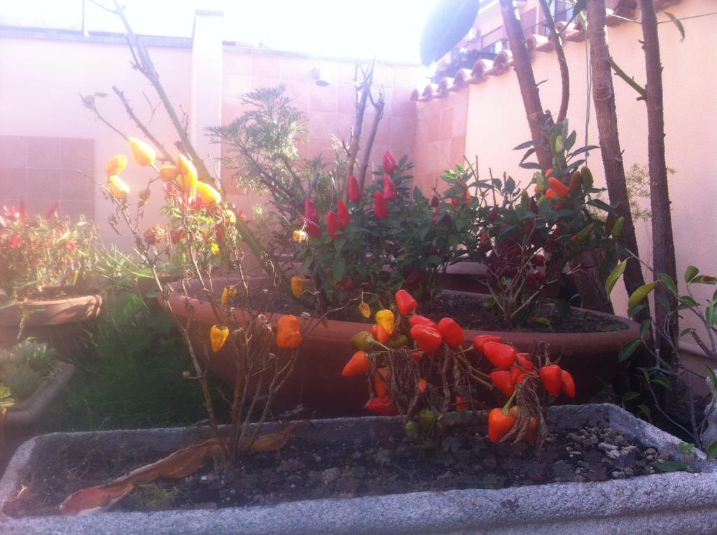 Bed And Breakfast Letterario Fiumicino Exterior foto